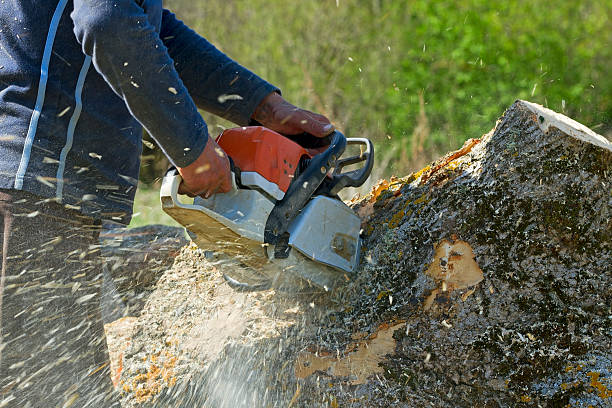 How Our Tree Care Process Works  in Bay Pines, FL